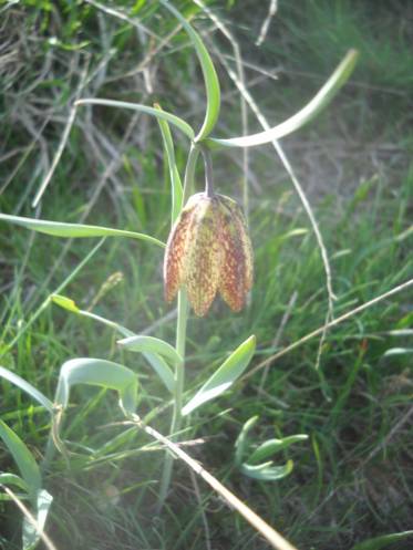 Fritillary (Fritillaria). The name is derived from the Latin term for a dice-box (fritillus)