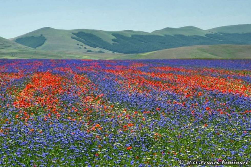 Fioritura Castelluccio. Foto F.Ciminari - www.castellucciodinorcia.eu