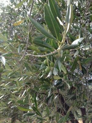 Adopt Olive Trees - Agriturismo Villa La Rogaia