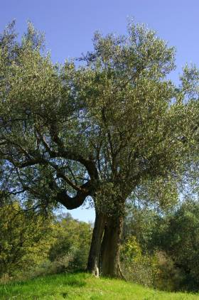 The olive tree is one of the oldest cultivated plants of humanity.