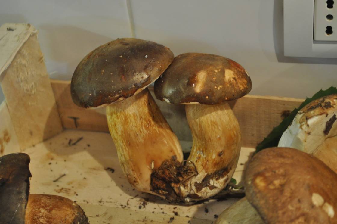 Edible boletus from the Umbrian woods
