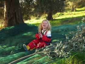 Olive Harvest, also great fun with children