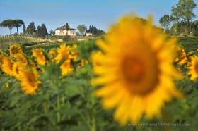 landschaft mit sonnenblumen.jpg