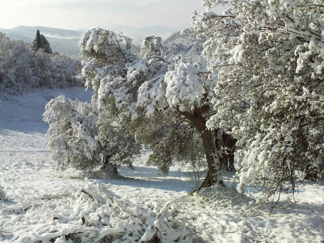 Olive trees in the snow at La Rogaia