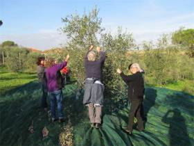 Olivenernte 2012