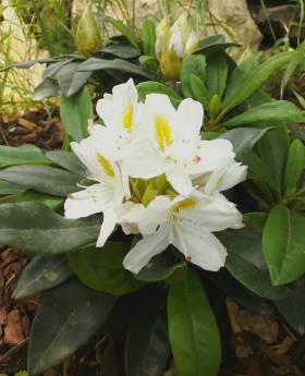 Rhododendron 2018.jpg