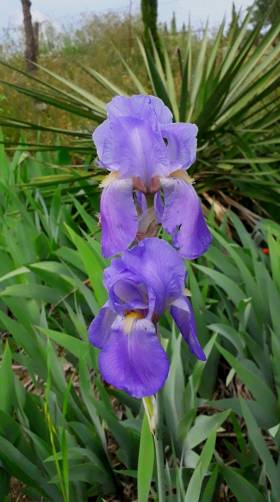 Iris2_2018.jpg