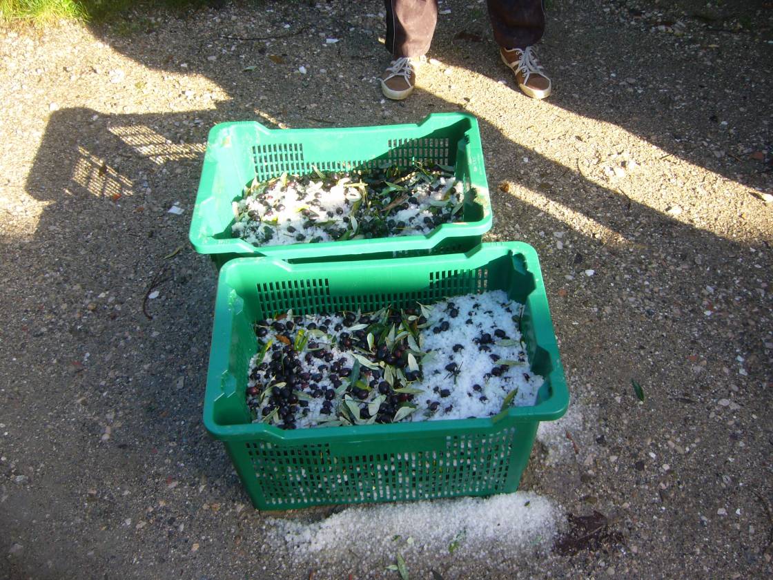 Olives "on the rocks" - at the olive harvest at La Rogaia 2010