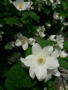 Philadelphus1_2018.jpg