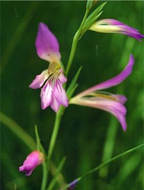 Wilde Gladiole.jpg