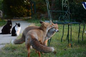 Foxes at La Rogaia