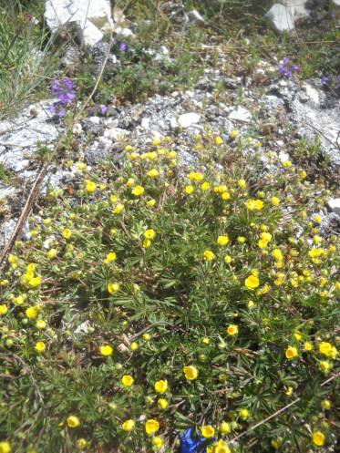 Castelluccio - blume2.jpg