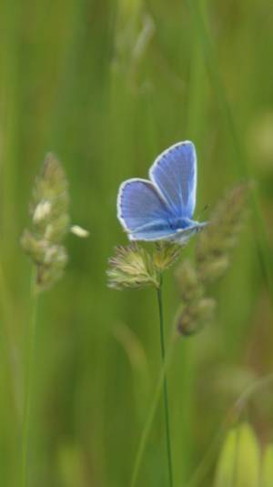 Aurora Butterfly