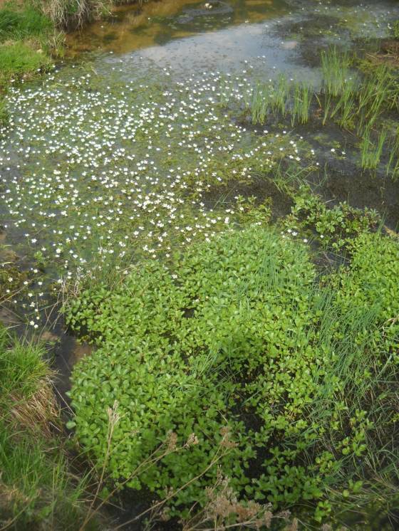 Waterhole at Piano Garnde with white water crowfoot (Ranunculus aquatilis)