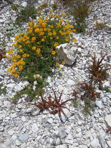 Bird's-foot trefoil (Lotus cytisoides)