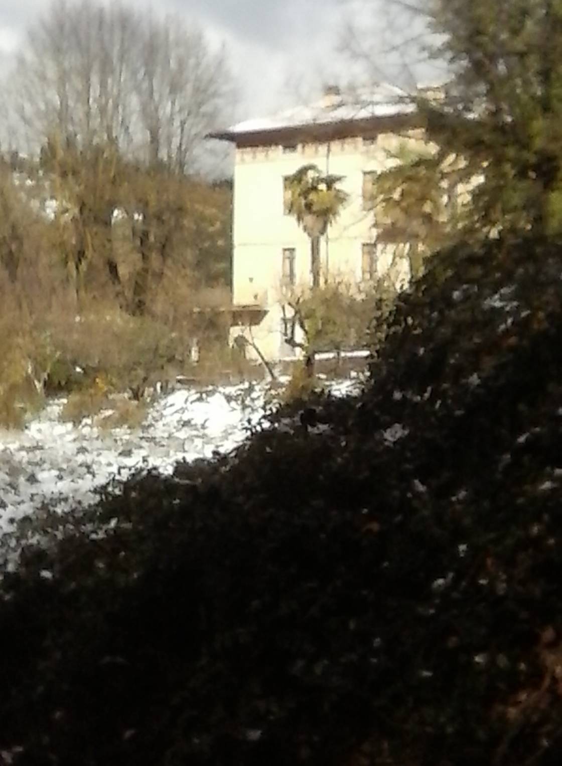 Palmtrees in the snow at Terme di Fontecchio