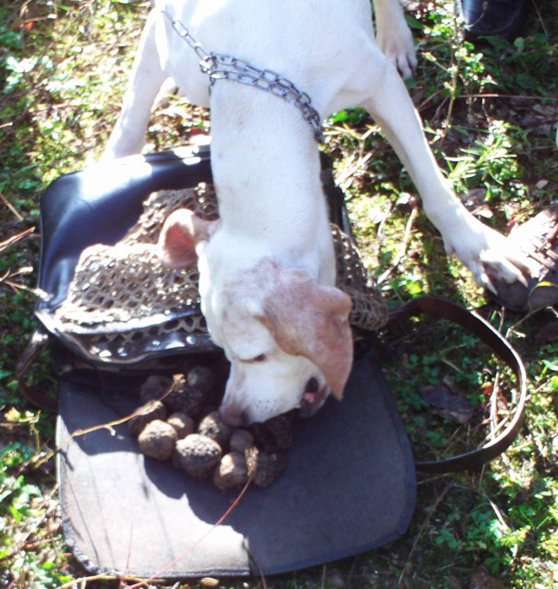 After the hunt also the truffle dog would like to have his share ...