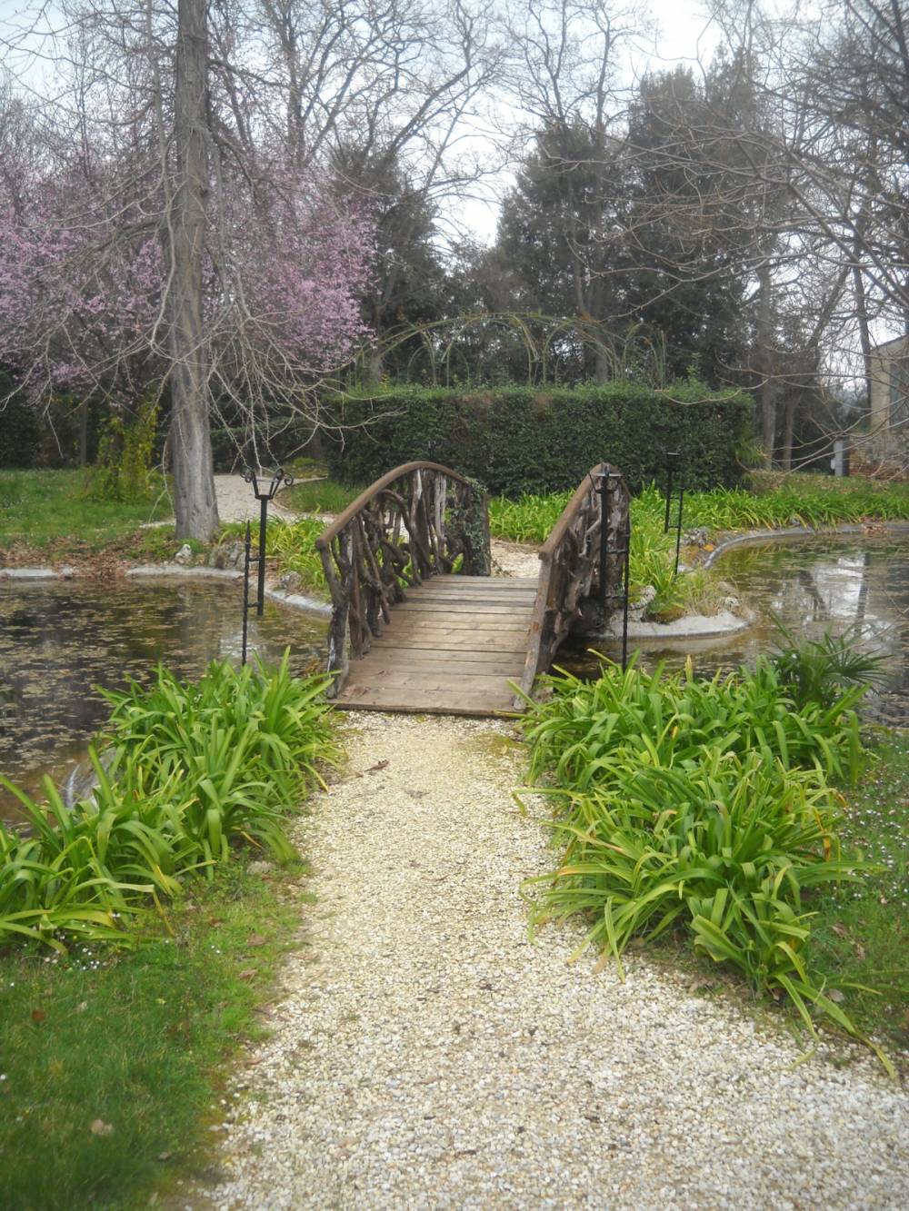 A bridge out of olive branches in the park of the Villa Seghetti Panichi