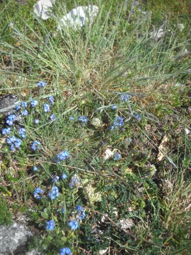 Forget-me-not (Myosotis selvatica)