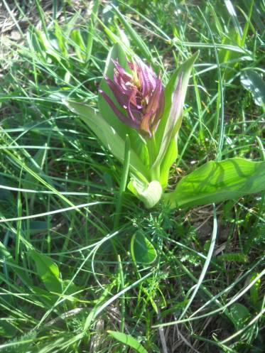 Tongue orchid (Serapias)