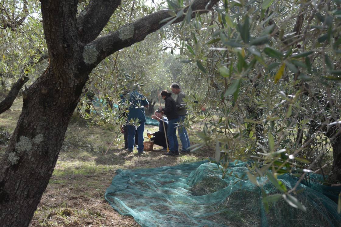 Olive harvest at La Rogaia. Photo: W. Duchene