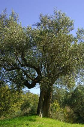 Olive tree in Umbria