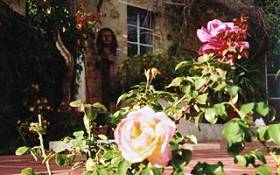 Fragrant roses in the gardens of La Rogaia.