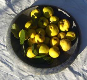 Quints - one of the ancient fruit varieties at La Rogaia