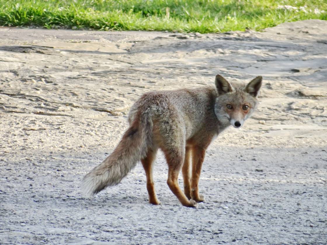 Fox watching Tango dancers. Photo: Mewaldt