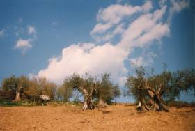 Some of the olive trees at La Rogaia are elder than 100 years.