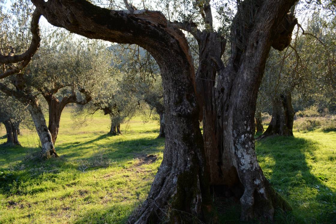 Olive tree at La Rogaia. Photo: W. Duchene