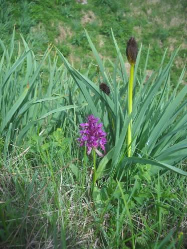 Dactylorhiza romana and asphodel (bud)