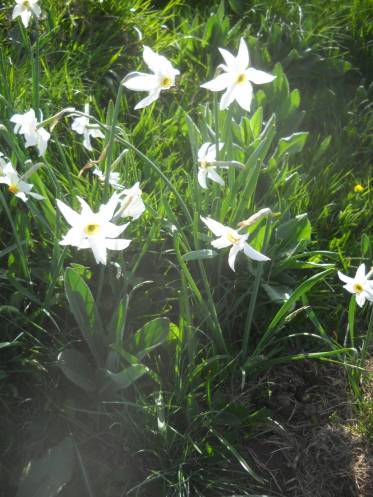 Poet's daffodil (Narcissus poeticus)