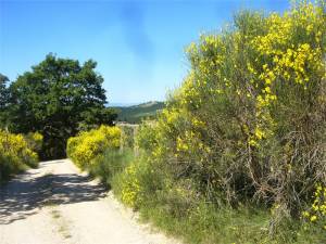 Gravel road leading to La Rogaia