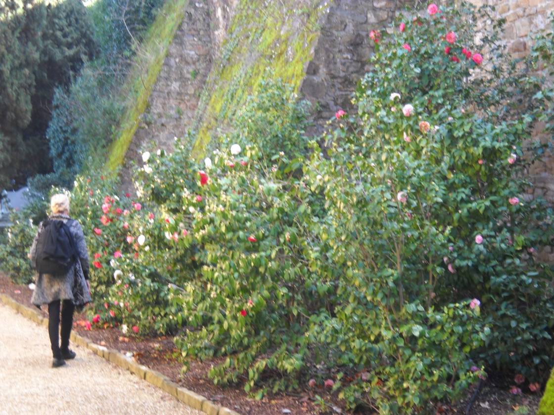 Giardino Bardini - the camellia garden