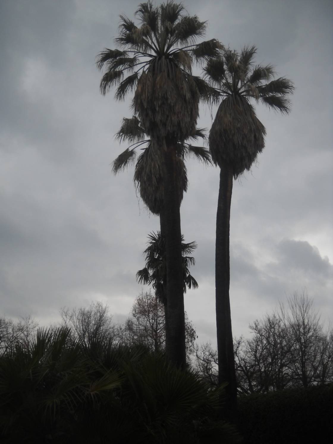 Palmtrees in the park of the Villa Seghetti Panichi