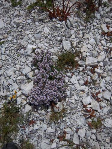 Common thyme (Thymus vulgaris) Photo: Steffen Müller