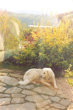 Dogs like sun bathing on the terrace of apartment La Grapo